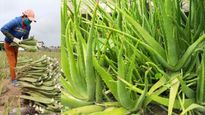 Aloe Vera விவசாயத்தில் கோடி கணக்கில் வருமானம்.. வாவ், இப்படி பிஸ்ன்ஸ் ஐடியா இருக்கா..?