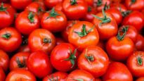 Tomato: விண்ணை முட்டிய தக்காளி விலை ரூ.200லிருந்து ரூ.4க்கு சரிவு.. அதிர்ச்சியில் விவசாயிகள்..! 