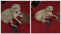 தெரு நாய்க்கு வீடாக மாறிய ஃபெராரி கார்.. ஓனர் செய்த காரியத்தால் புகழ்ந்து தள்ளும் நெட்டிசன்கள்..!! 