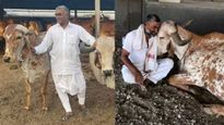 மாதம் ரூ.80 சம்பளத்துக்கு மாடு மேய்த்தவர்.. நெய் வியாபாரத்தில் ரூ.8 கோடி சம்பாதிக்கிறார்..!! 