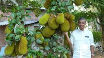 பலாப்பழத்தில் ரூ.16 லட்சம் வருமானம்.. கலக்கும் 78 வயது கேரள விவசாயி தாமஸ்..! 