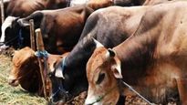 கறவை மாடுகள் வாங்க 200 கோடி கடன்.. தமிழ்நாடு அரசு வேற லெவல்..!! 