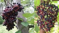 கொல்லைப்புறத்தில் வெளிநாட்டு பழங்களை விளைவித்து.. 