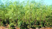  சந்தன மரம் வளர்த்து ஆண்டுக்கு ரூ.5 கோடி சம்பாதிப்பது எப்படி?