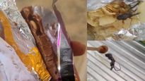  உணவு பொருட்களில் புழு, பூரான், எலி.. முகம் சுளிக்க வைக்கும் வீடியோ.. என்ன நடக்குது..!