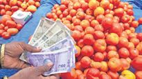 தக்காளி சாகுபடியில் இவ்வளவு லாபமா? மாதம் லட்சத்தில் சம்பாதிக்கலாம்.. எப்படின்னு தெரியுமா?