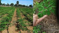 திருப்பூர்: வெறும் முருங்கைக்கீரை தான் மூலப்பொருள்.. லட்சங்களில் சம்பாதிக்கும் இயற்கை விவசாயி! வாவ்!