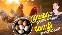  முதலில் கோழி வந்ததா? முட்டை வந்ததா? கேள்விக்கு முற்றுப்புள்ளி வைத்த ஆராய்ச்சியாளர்கள்!