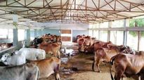 மாட்டு பண்ணை நடத்தி 50 லட்சம் வரை வருமானம் ஈட்டும் பெண்கள்..! 