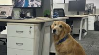 ஸ்டார்ட் அப் நிறுவனத்தில் Golden retrieverக்கு வழங்கப்பட்ட புதிய பொறுப்பு – இந்த ஐடியா நல்லா இருக்கே!!