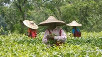 Matcha டீ -  ஒரு கிலோ ரூ.20,000.. இந்திய விவசாயிகளுக்கு கிடைத்த ஜாக்பாட்.. என்னவெல்லாம் நடக்குது தெரியுமா..?!