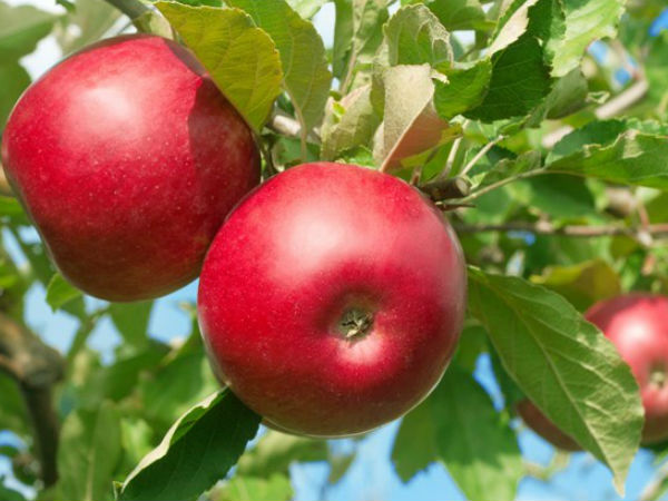  2 மில்லியன் டன் ஆப்பிள்