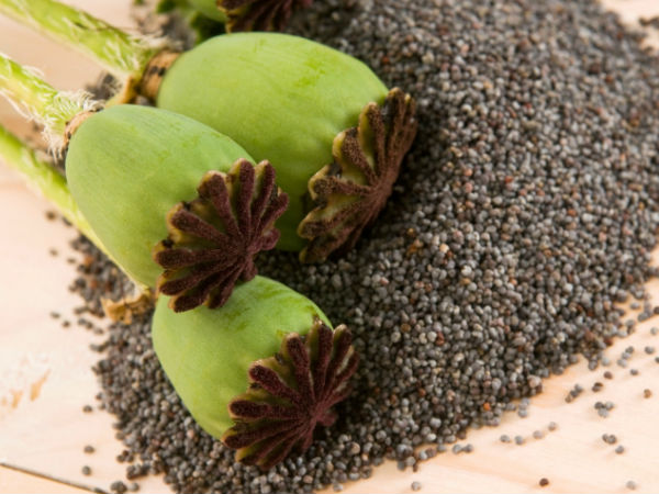 கசகசா விதைகள்