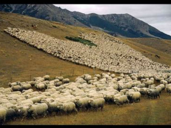 ஆட்டு மந்தை