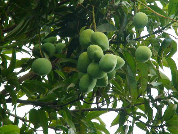 HCCBPL நிறுவனம்