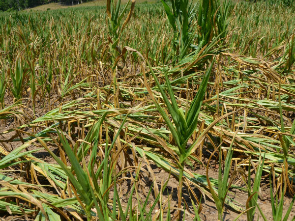 கார்ப் (Crop) இன்சூரன்ஸ்