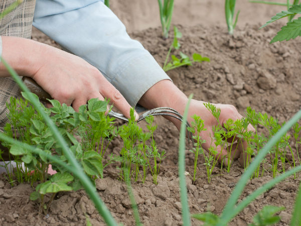 காய்கறி வாங்காதீங்க, வீட்டிலேயே விளையுங்க