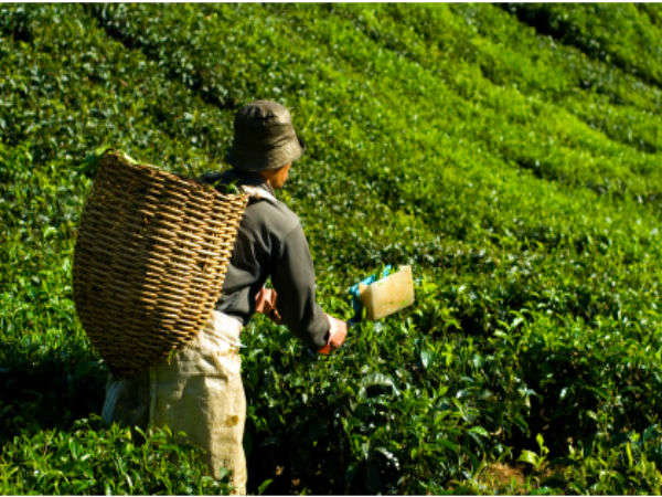 விவசாயம்