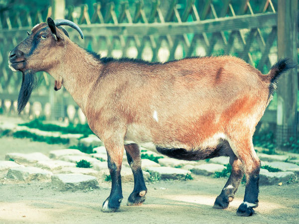 5. வெள்ளாட்டுக்கறி