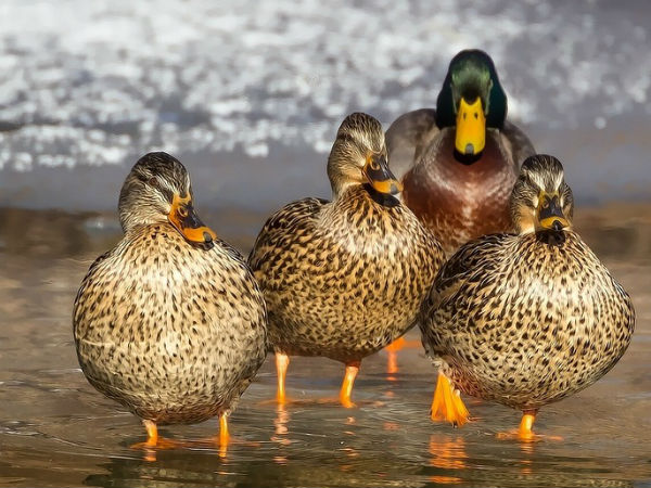 7. வாத்துக்கறி (Duck)