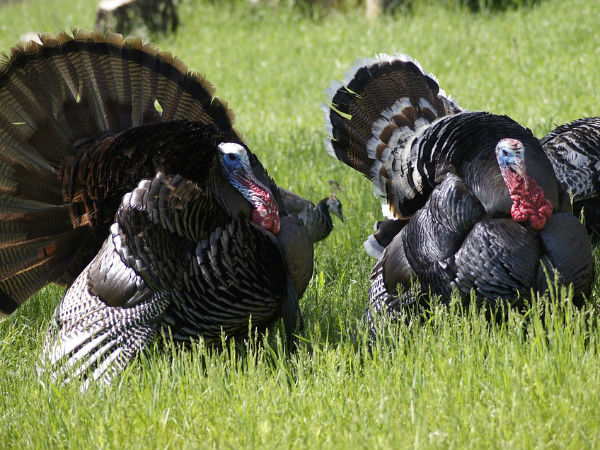  6. வான்கோழி