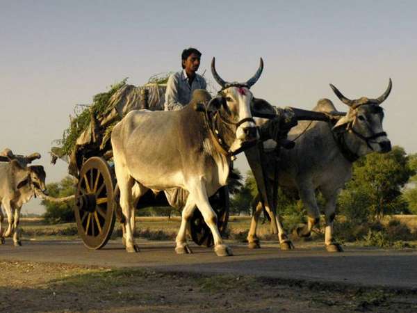 கிராமப்புறங்கள்