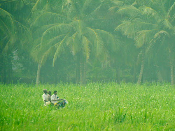 இந்தியாவில் தேங்காய் விளைச்சல் அளவீடுகள்