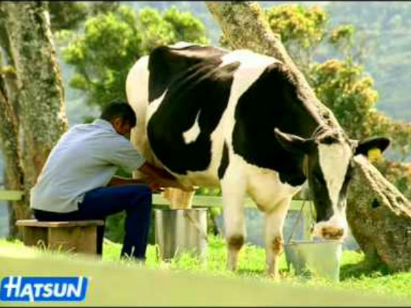 ஹாட்சன் பால் உற்பத்தி