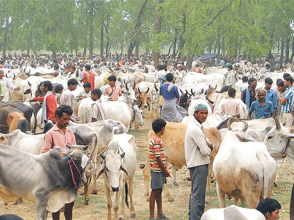 முறைப்படுத்தும் உத்தரவு