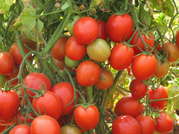  சாகுபடி செய்வதற்கான தக்காளி செடிகளின் விலை 