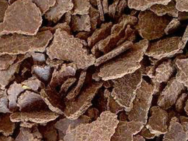 புண்ணாக்கு 