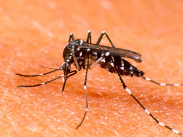 டெங்கு காப்பீடு 