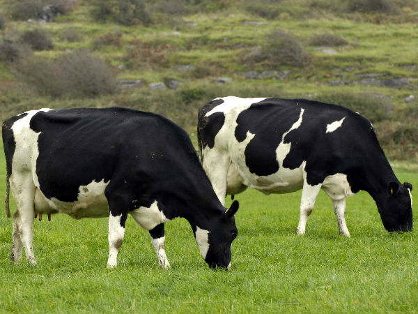  பச்சை தீவனங்கள் 