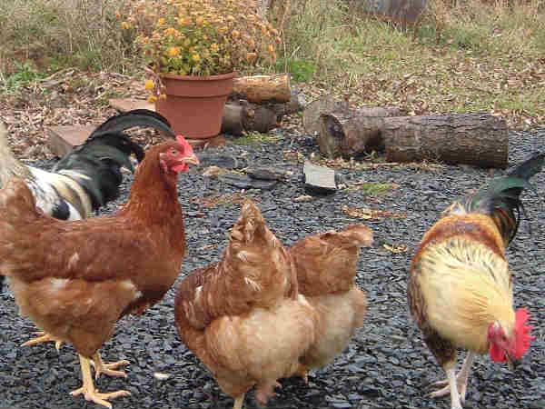 இயற்கை உரம்