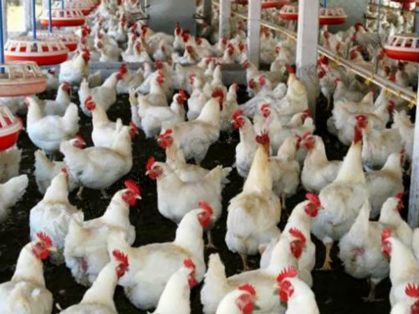 கோழி பண்ணை