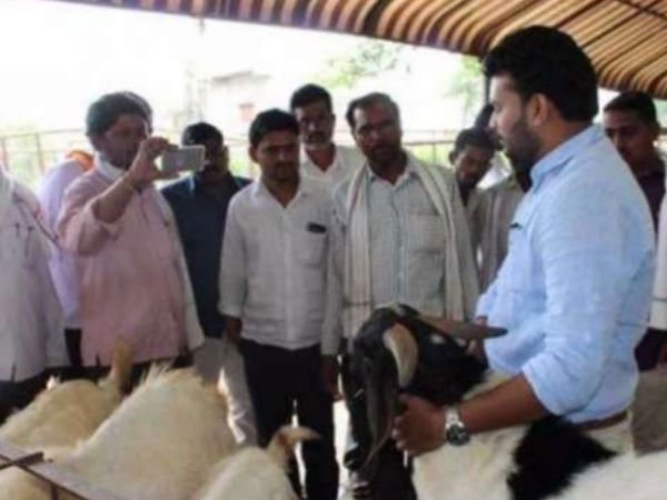  ஆடு வளர்ப்பு 