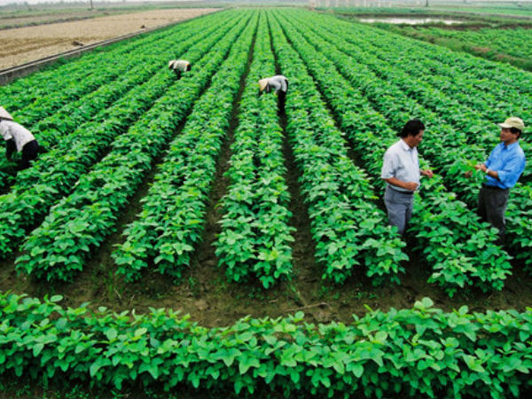 வேளாண்மை