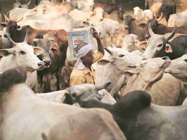 கோபர் தன் யோஜனா 