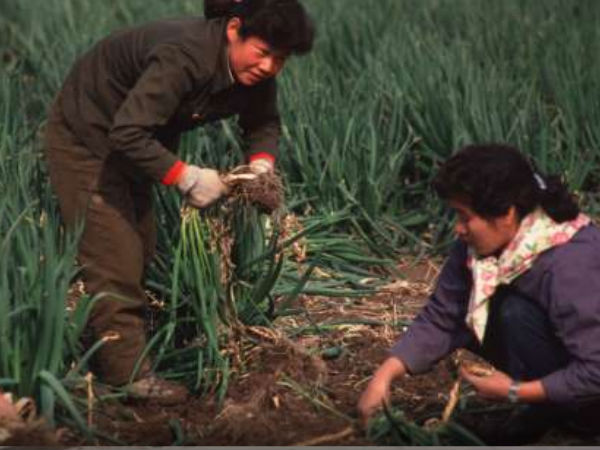 உணவு பற்றாக்குறை 