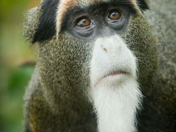 டீ ப்ராஜ்ஜா குரங்கு, 10,000 அமெரிக்க டாலர்கள் 