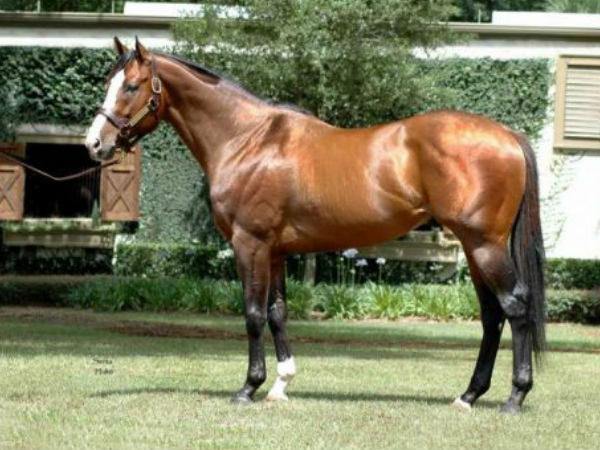 பச்சைக் குரங்கு 16,000,000 அமெரிக்க டாலர்கள் 