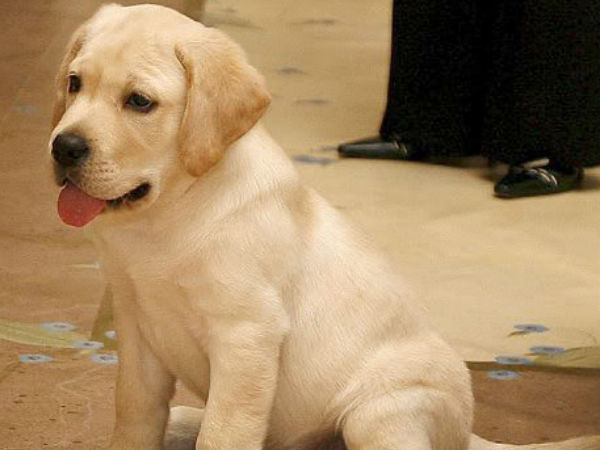 சர் லான்ஸ்லெட், 155,000 அமெரிக்க டாலர்கள் 