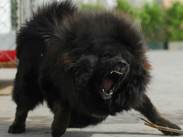 திபெத்திய மஸ்திஃப், 150,0000 அமெரிக்க டாலர்கள் 