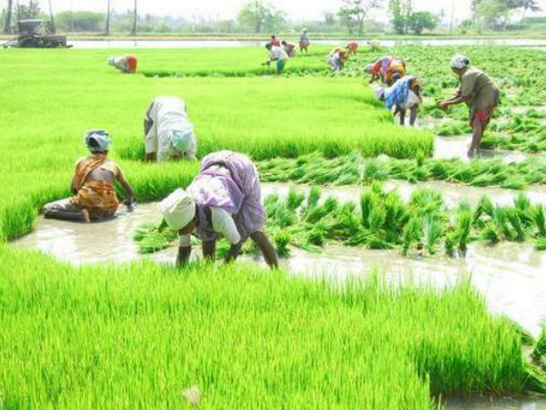 விவசாயிகளுக்குப் பயிற்சி