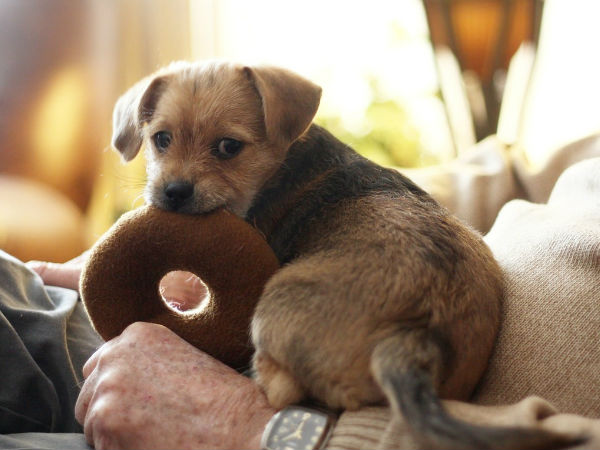 நாய் வளர்ப்பு 