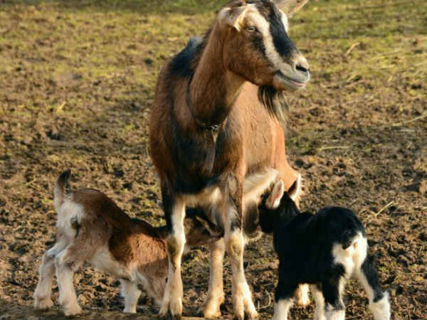 ஆடு வளர்த்தல் 