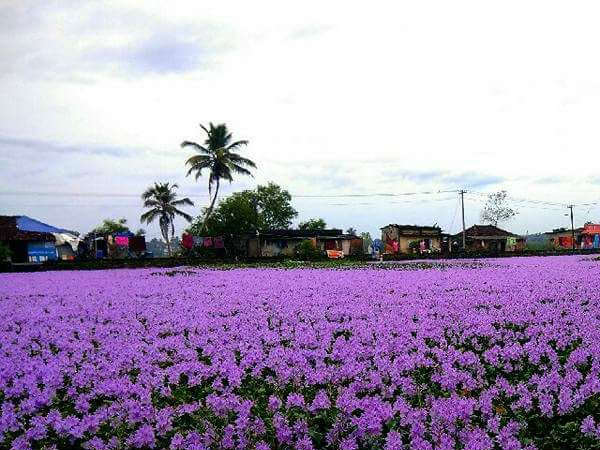  நீலக்குறிஞ்சிக்கு ஆபத்து 