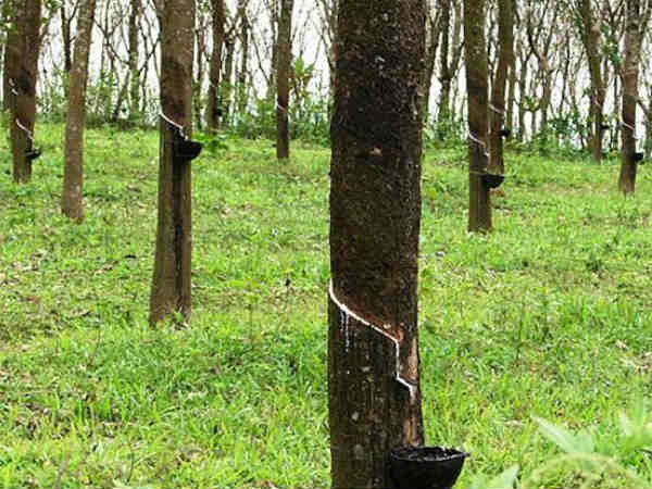  சரிந்த ரப்பர் மரங்கள் 