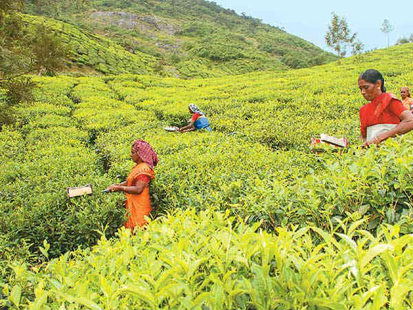 தேயிலை உற்பத்தி 