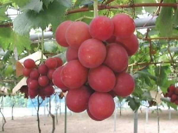5. Ruby roman Grapes